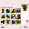 image Newfoundlands 2026 Wall Calendar First Alternate Image