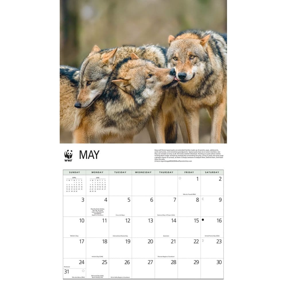 Wolves WWF 2026 Wall Calendar Third Alternate Image