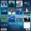 image Whales 2025 Wall Calendar