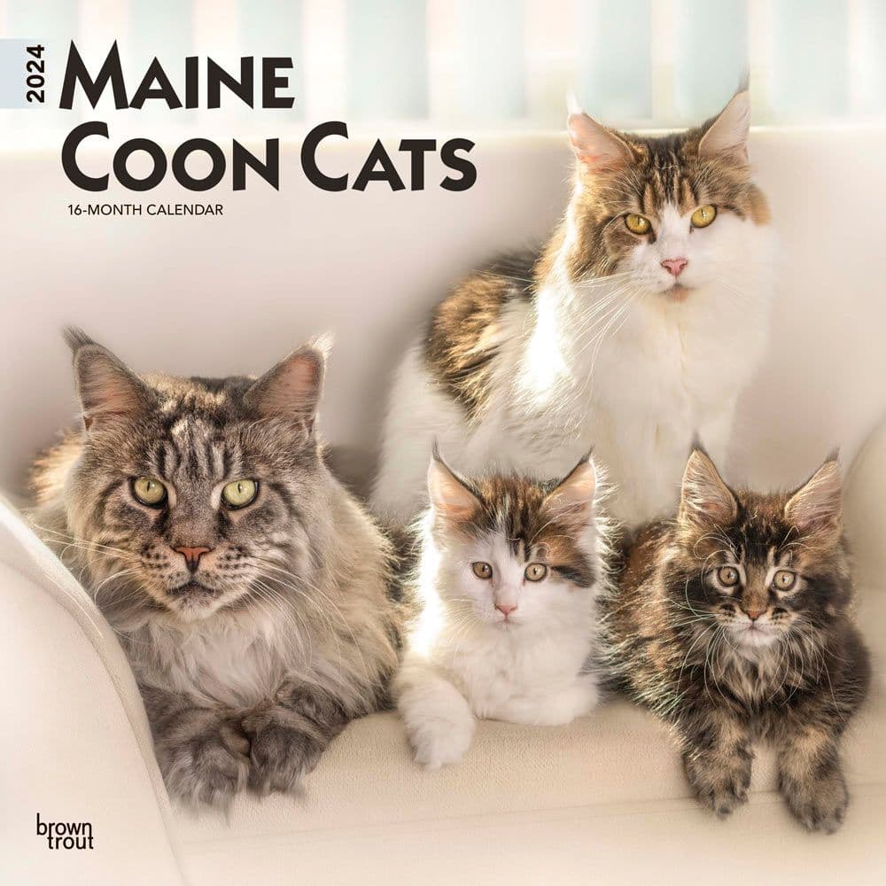 Maine Coon Cats 2024 Wall Calendar - Calendars.com