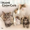 image Maine Coon Cats 2024 Wall Calendar Main Product Image width=&quot;1000&quot; height=&quot;1000&quot;