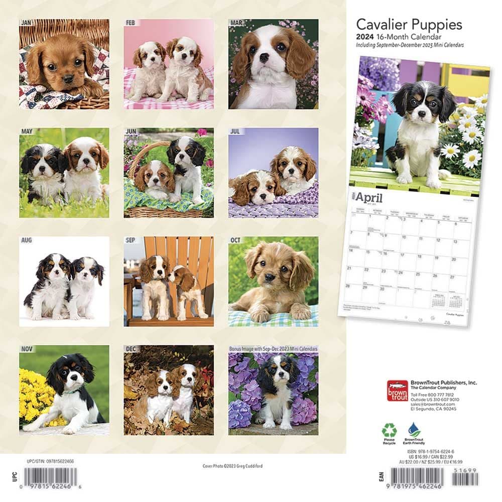 Cavalier King Charles Puppies 2024 Wall Calendar First Alternate Image width=&quot;1000&quot; height=&quot;1000&quot;