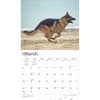 image German Shepherds Deluxe 2025 Wall Calendar Second Alternate Image