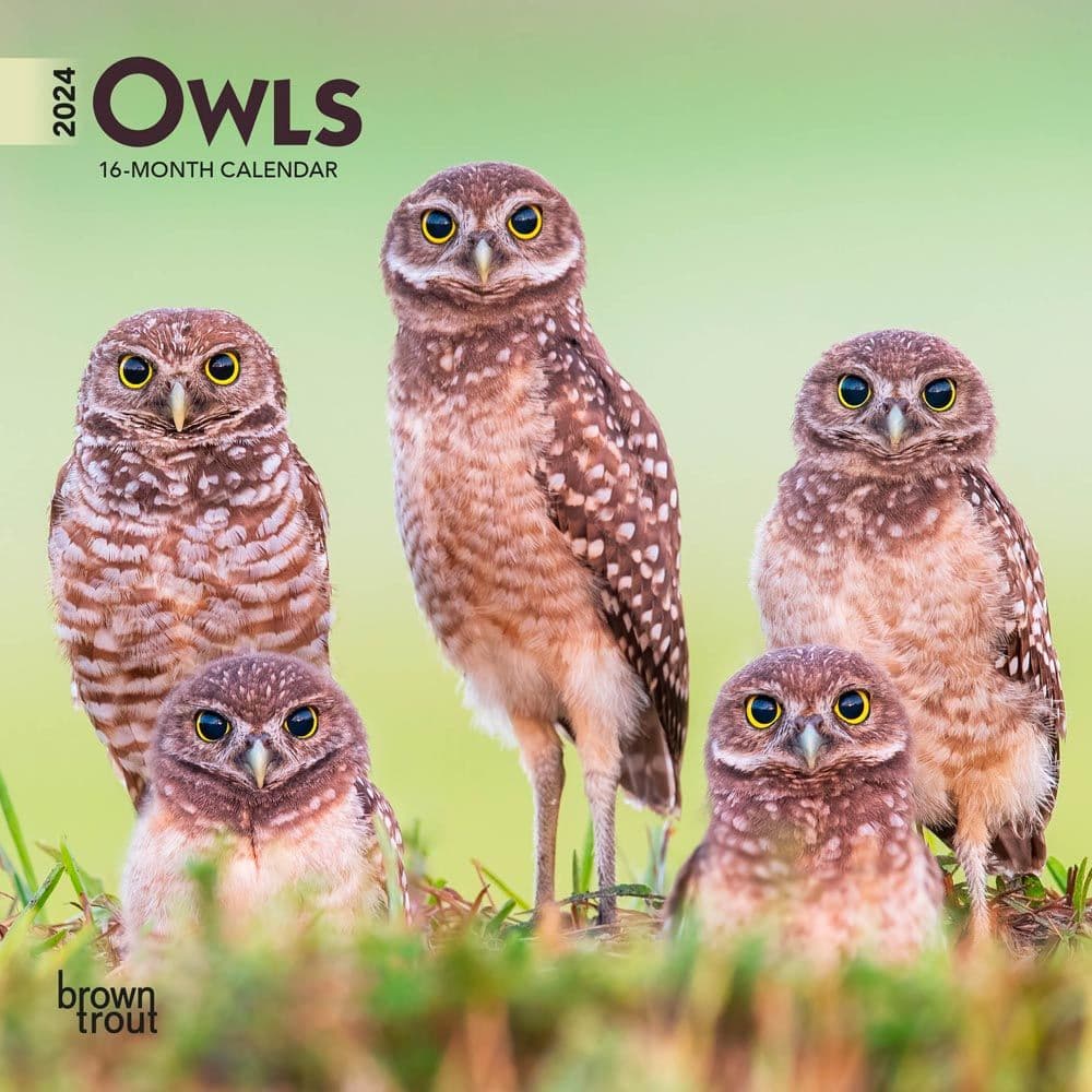 Owls 2025 Mini Wall Calendar