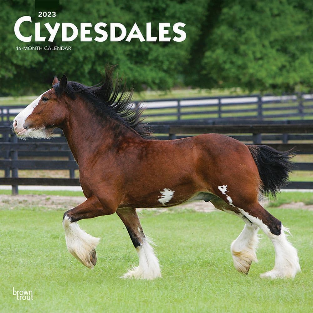 BrownTrout Clydesdales 2023 Square