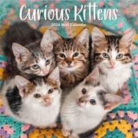 image Curious Kittens 2026 Wall Calendar_Main Image