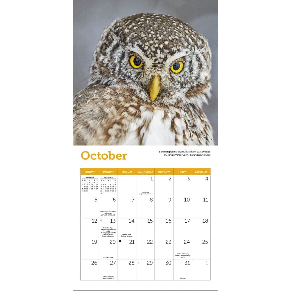 Owls 2025 Mini Wall Calendar Third Alternate Image width=&quot;1000&quot; height=&quot;1000&quot;