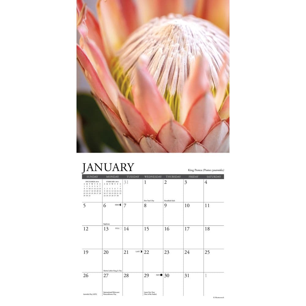 Flowers 2025 Mini Wall Calendar