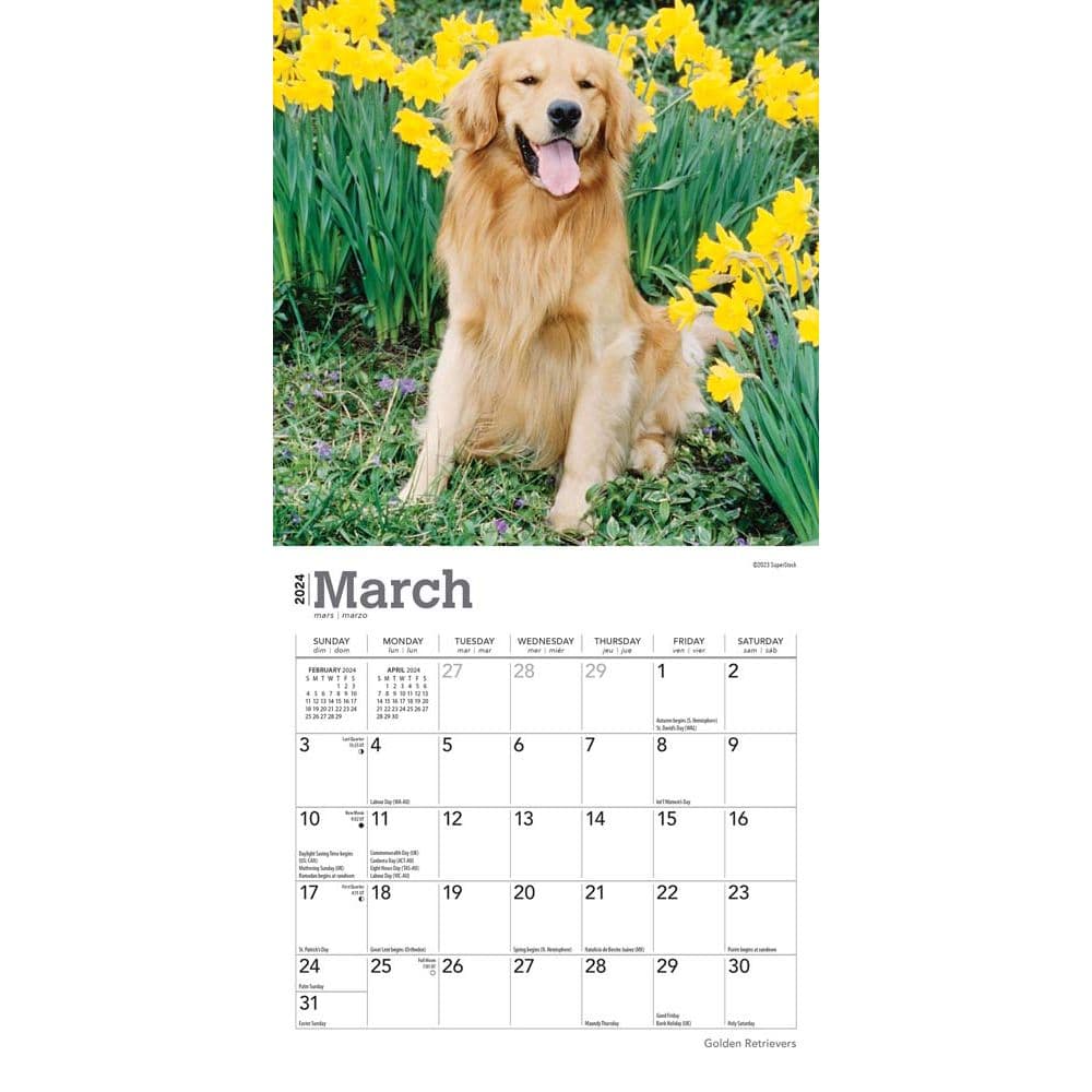 Golden Retrievers 2024 Mini Wall Calendar