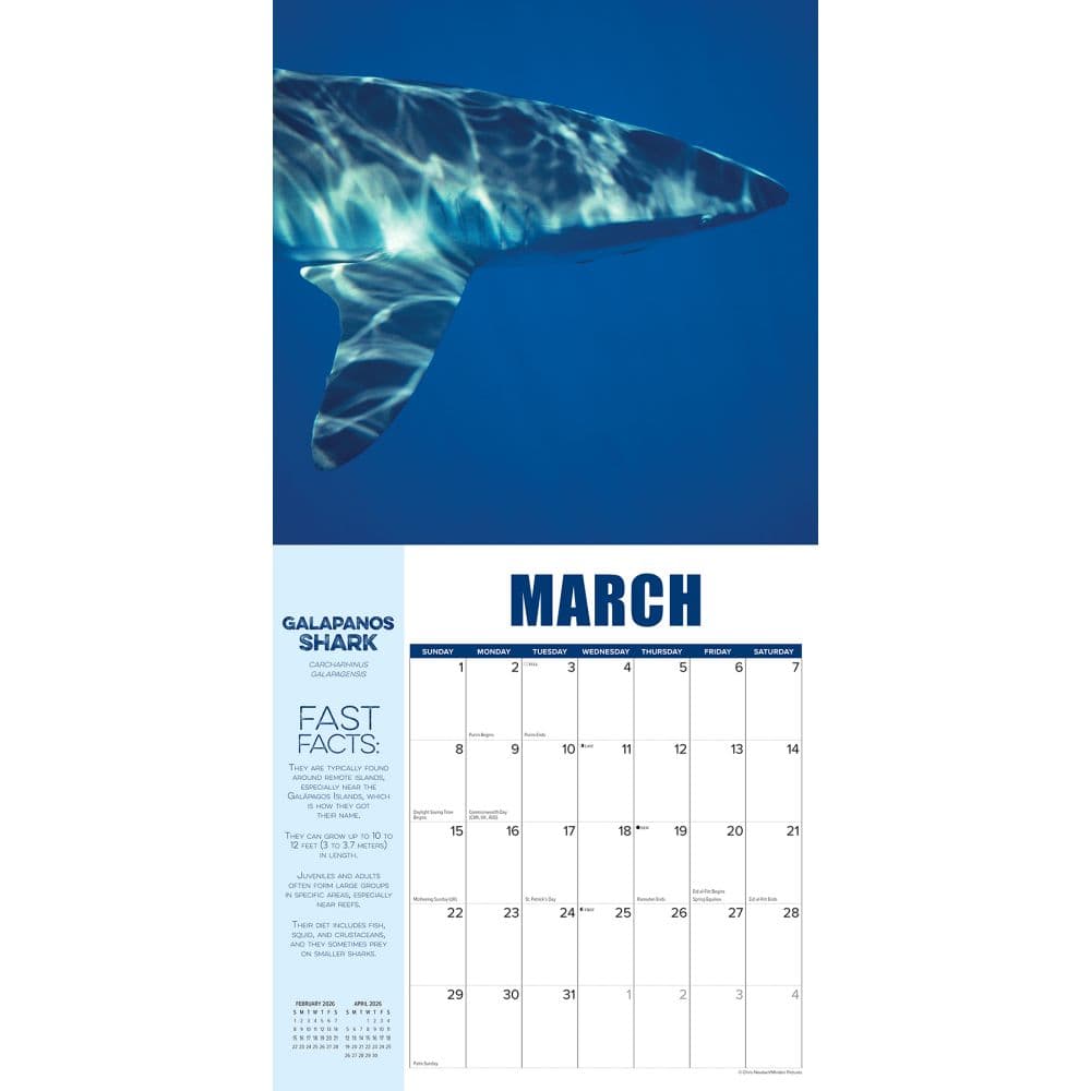 Shark Year 2026 Wall Calendar Second Alternate Image