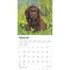 image Chocolate Lab Retriever Puppies 2025 Wall Calendar Second Alternate Image