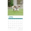 image Shih Tzu 2025 Wall Calendar Second Alternate Image