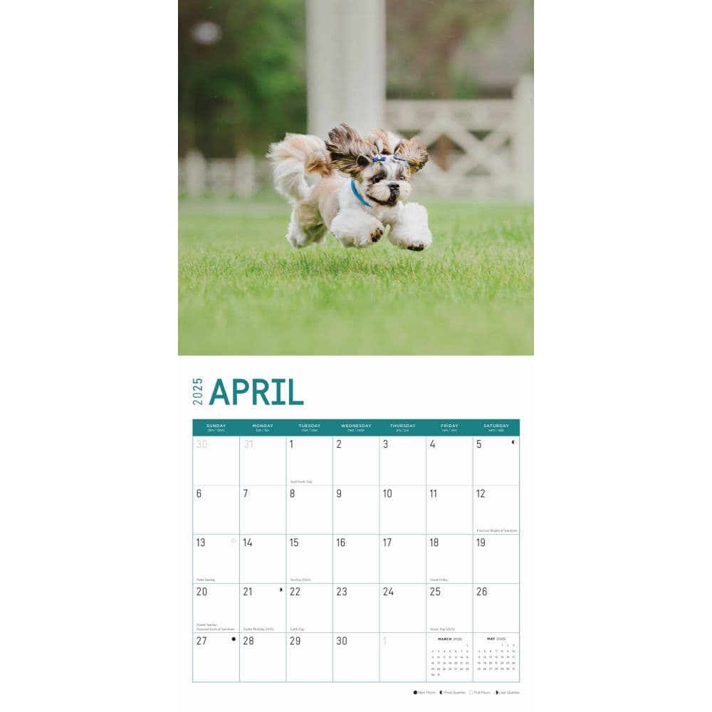 Shih Tzu 2025 Wall Calendar Second Alternate Image