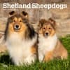 image Shetland Sheepdogs 2024 Wall Calendar Main Image
