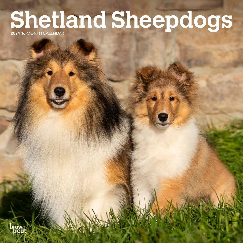 Shetland Sheepdogs 2024 Wall Calendar Main Image