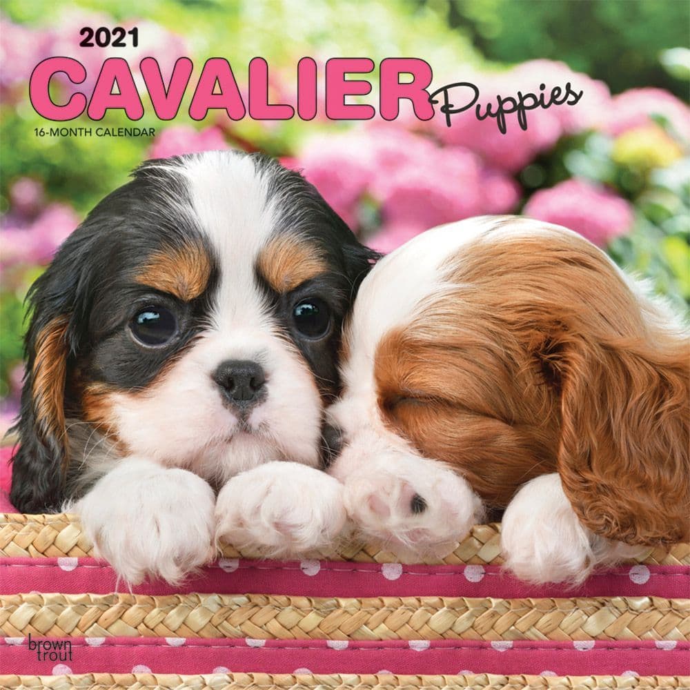 Cavalier King Charles Puppies Wall Calendar