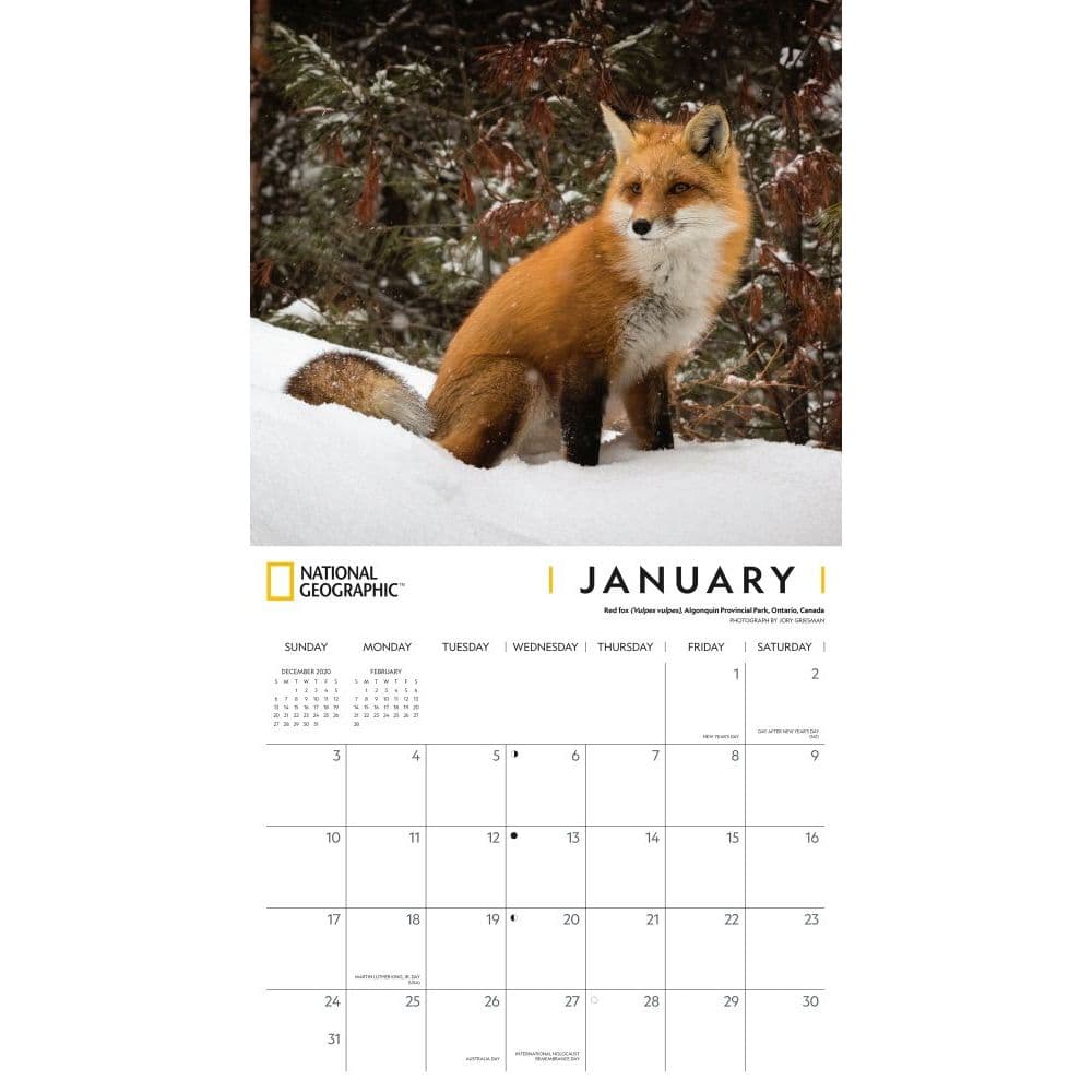 Foxes National Geographic Wall Calendar Calendars Com