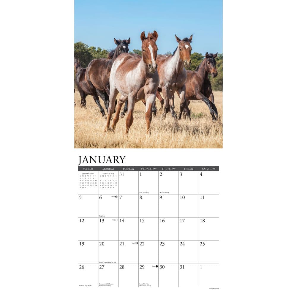 American Quarter Horses 2025 Wall Calendar