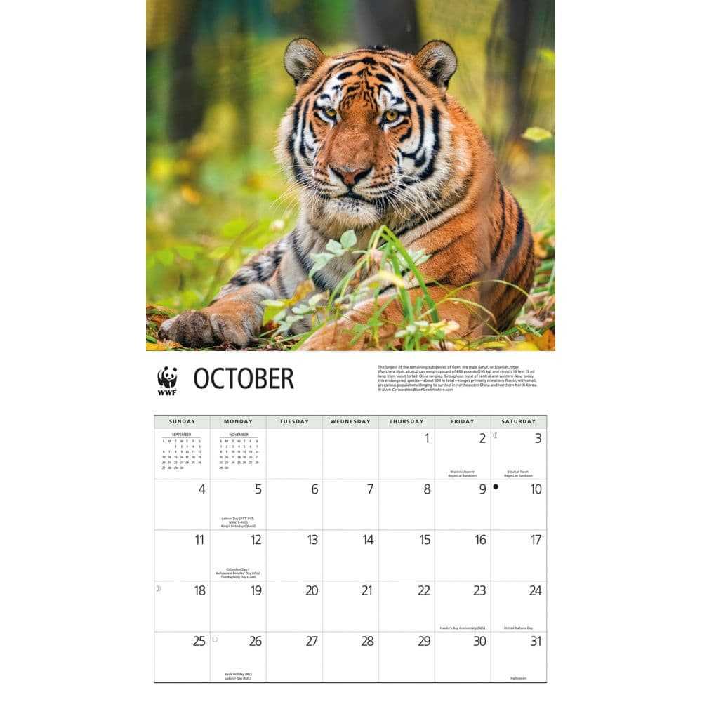 Wild Cats WWF 2026 Wall Calendar Fourth Alternate Image