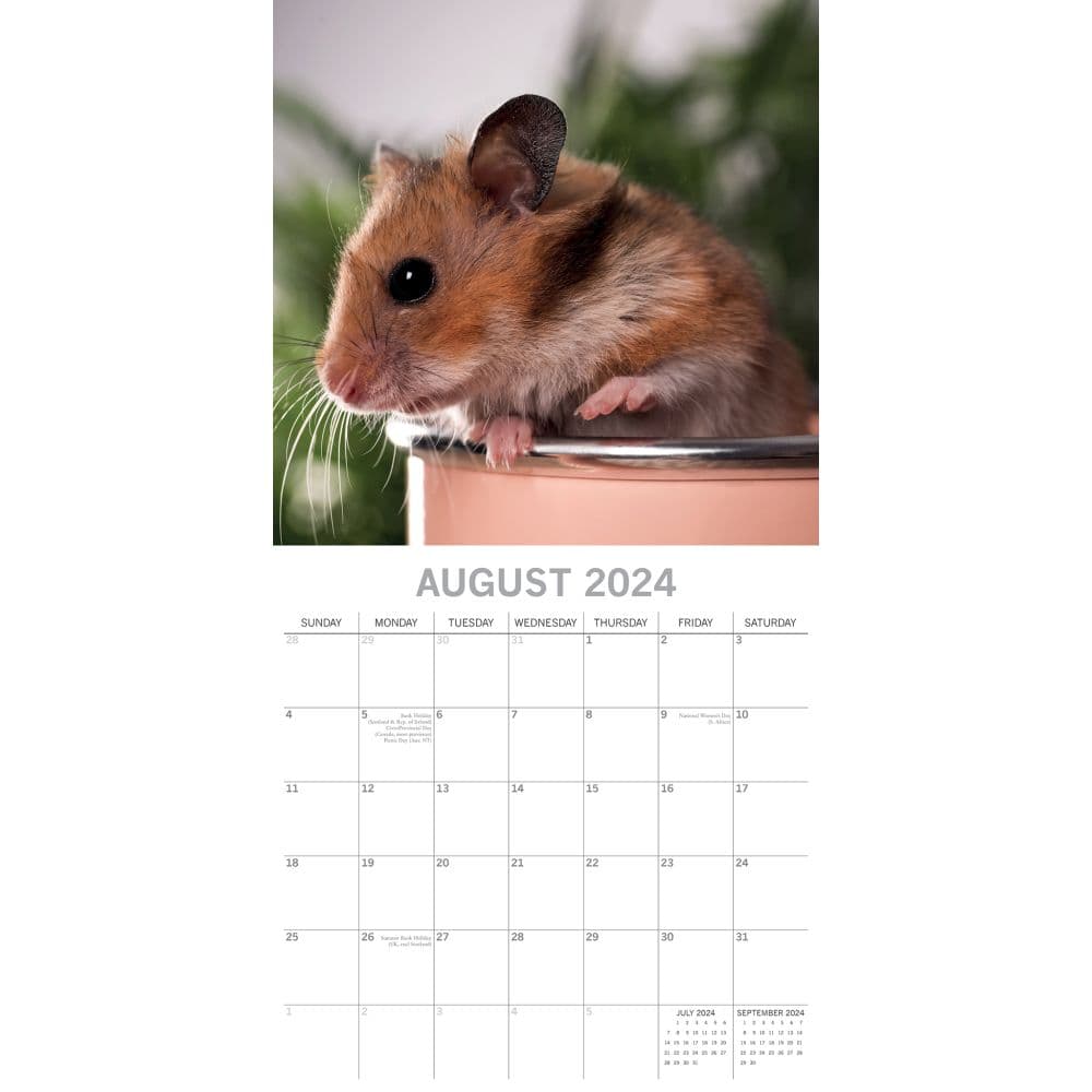 Hamsters 2024 Wall Calendar Alternate Image 3