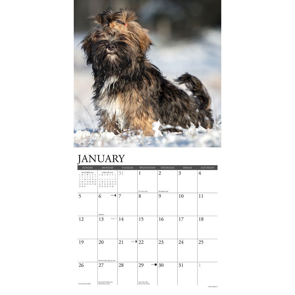 Lhasa Apsos 2025 Wall Calendar Second Alternate Image width=&quot;1000&quot; height=&quot;1000&quot;