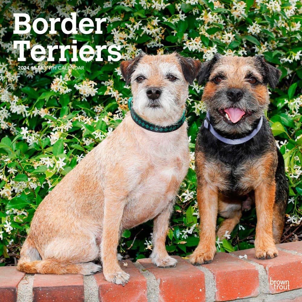 Border Terriers 2024 Wall Calendar