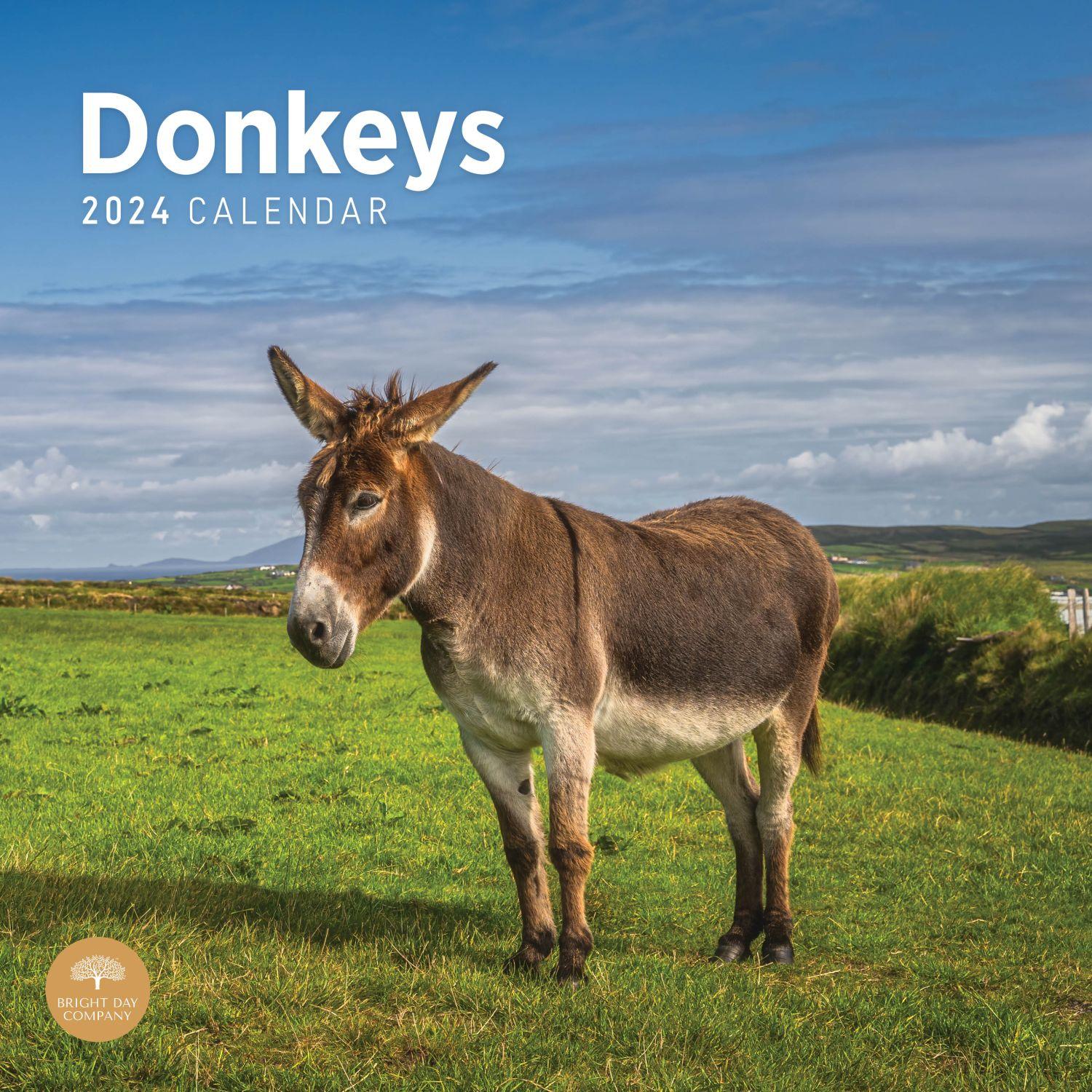 Donkeys 2024 Wall Calendar - Calendars.com