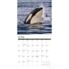 image Orcas 2025 Wall Calendar Second Alternate Image width=&quot;1000&quot; height=&quot;1000&quot;