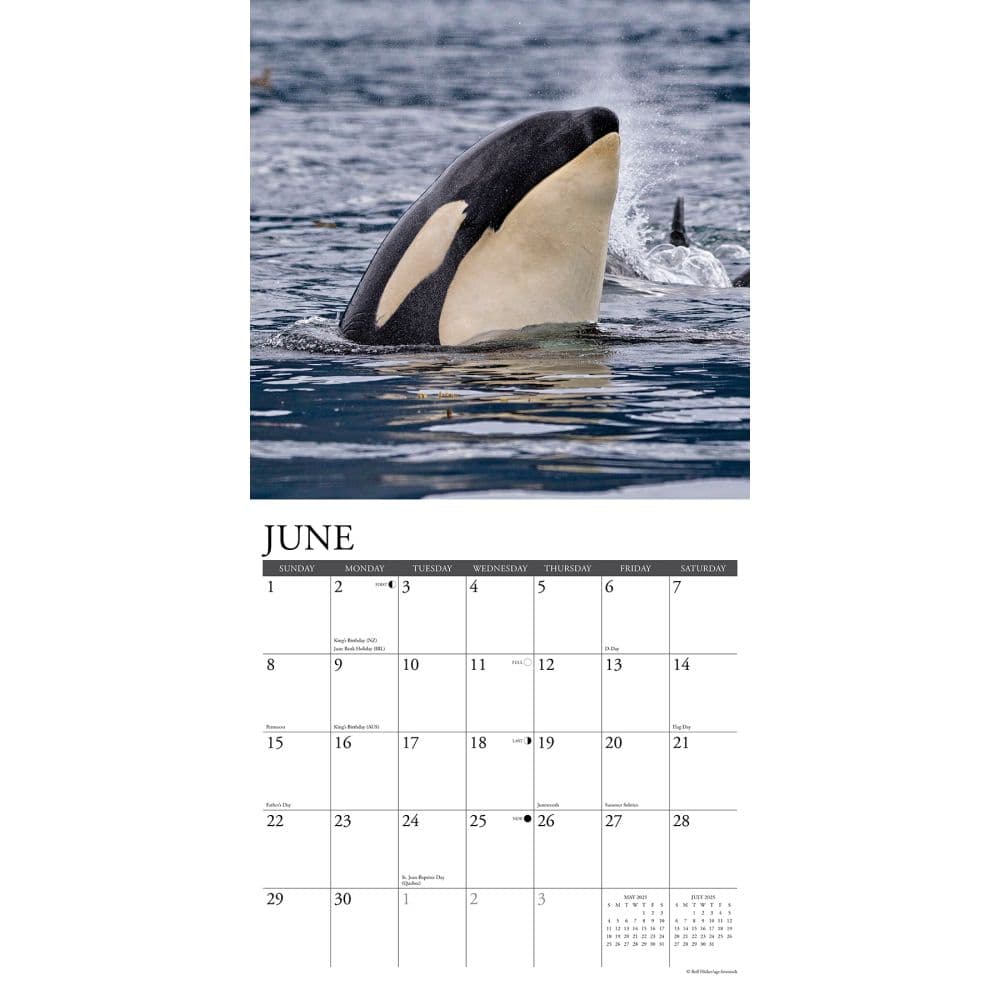 Orcas 2025 Wall Calendar Second Alternate Image width=&quot;1000&quot; height=&quot;1000&quot;