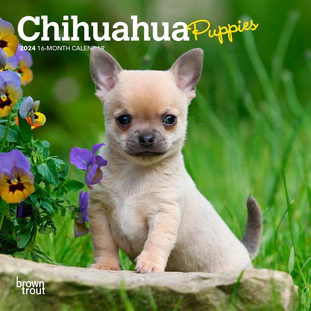 Chihuahua Puppies 2024 Mini Wall Calendar