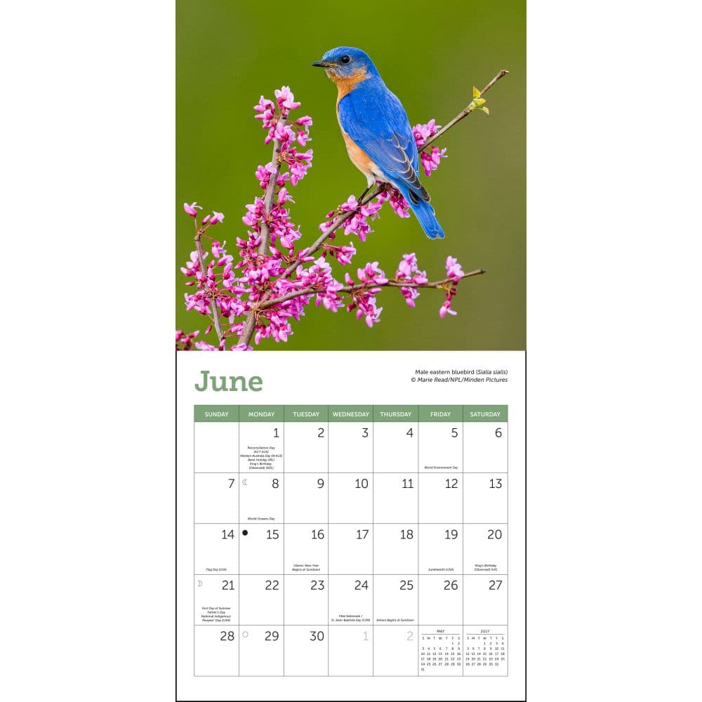 Songbirds 2026 Mini Wall Calendar Second Alternate Image