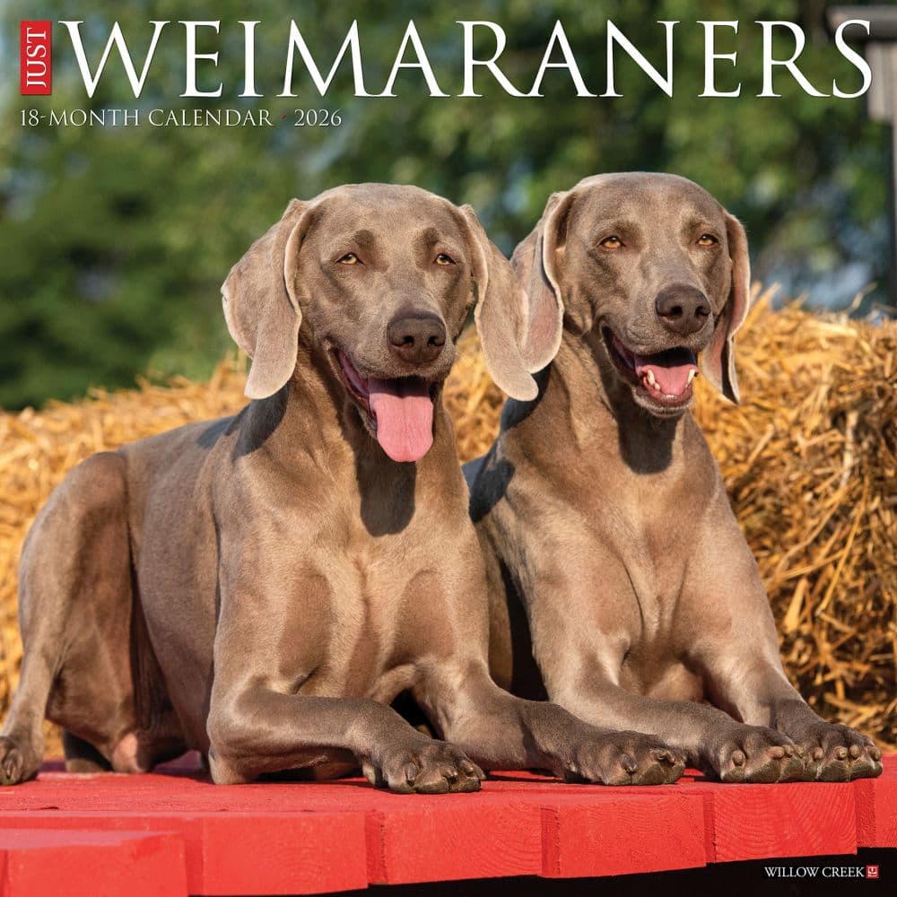 Just Weimaraners 2026 Wall Calendar Main Image