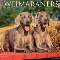 image Just Weimaraners 2026 Wall Calendar Main Image