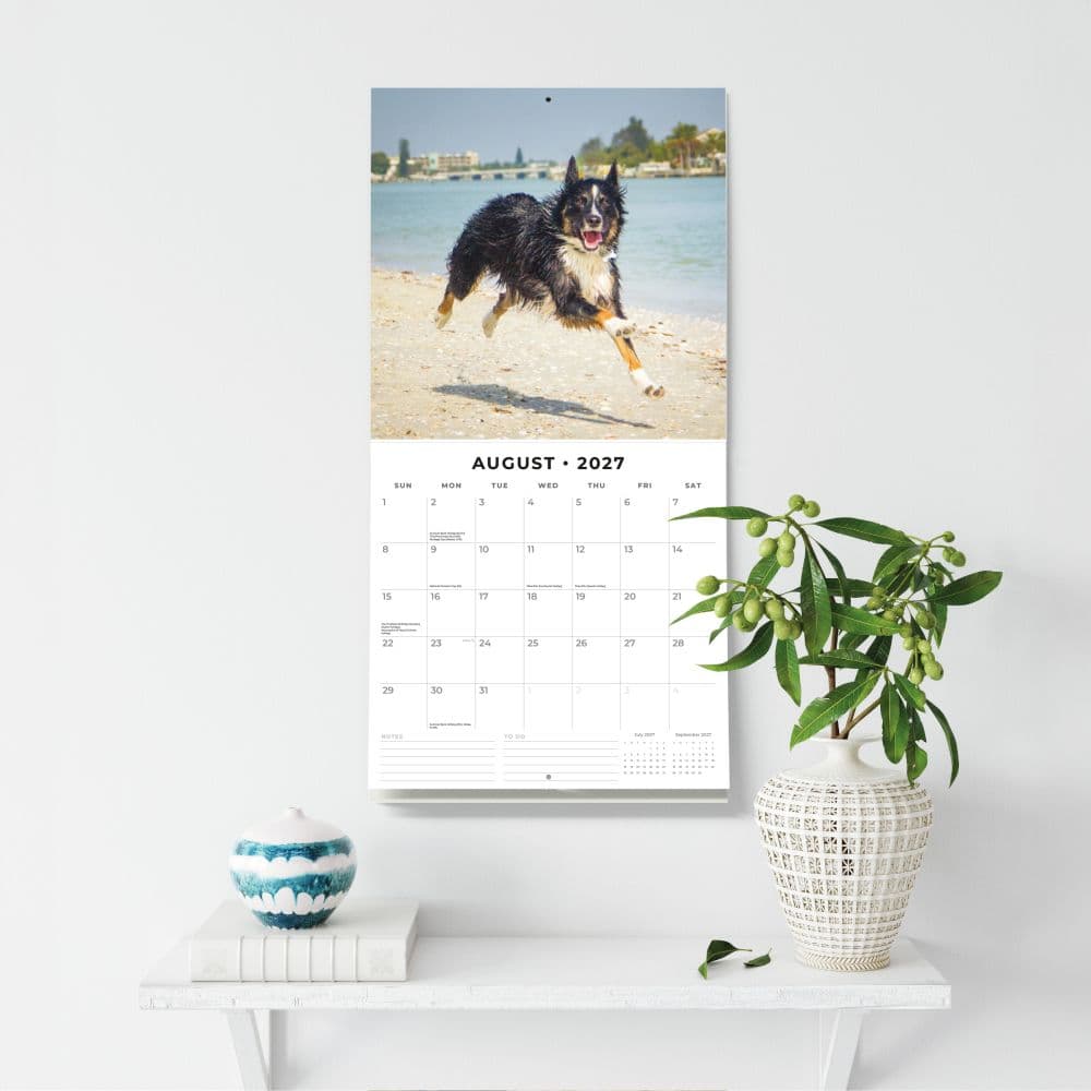 Border Collies 2027 Wall Calendar Fifth  Alternate Image