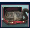 image American Cat 2023 Desktop Wallpaper Alternate Image  width=&quot;1000&quot; height=&quot;1000&quot;