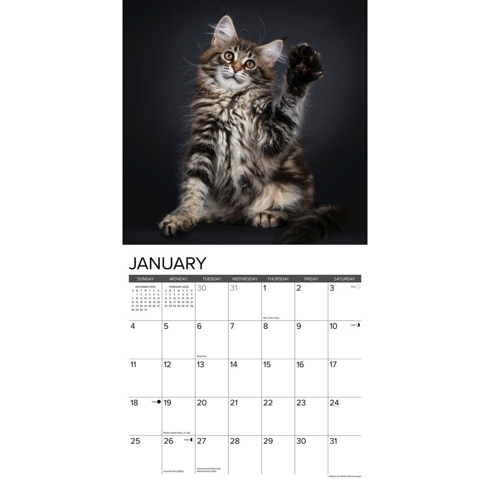Maine Coon Kittens 2026 Wall Calendar Second Alternate Image