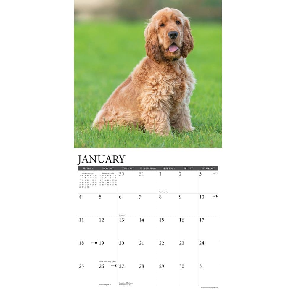 Just Cocker Spaniels 2026 Wall Calendar Second Alternate Image