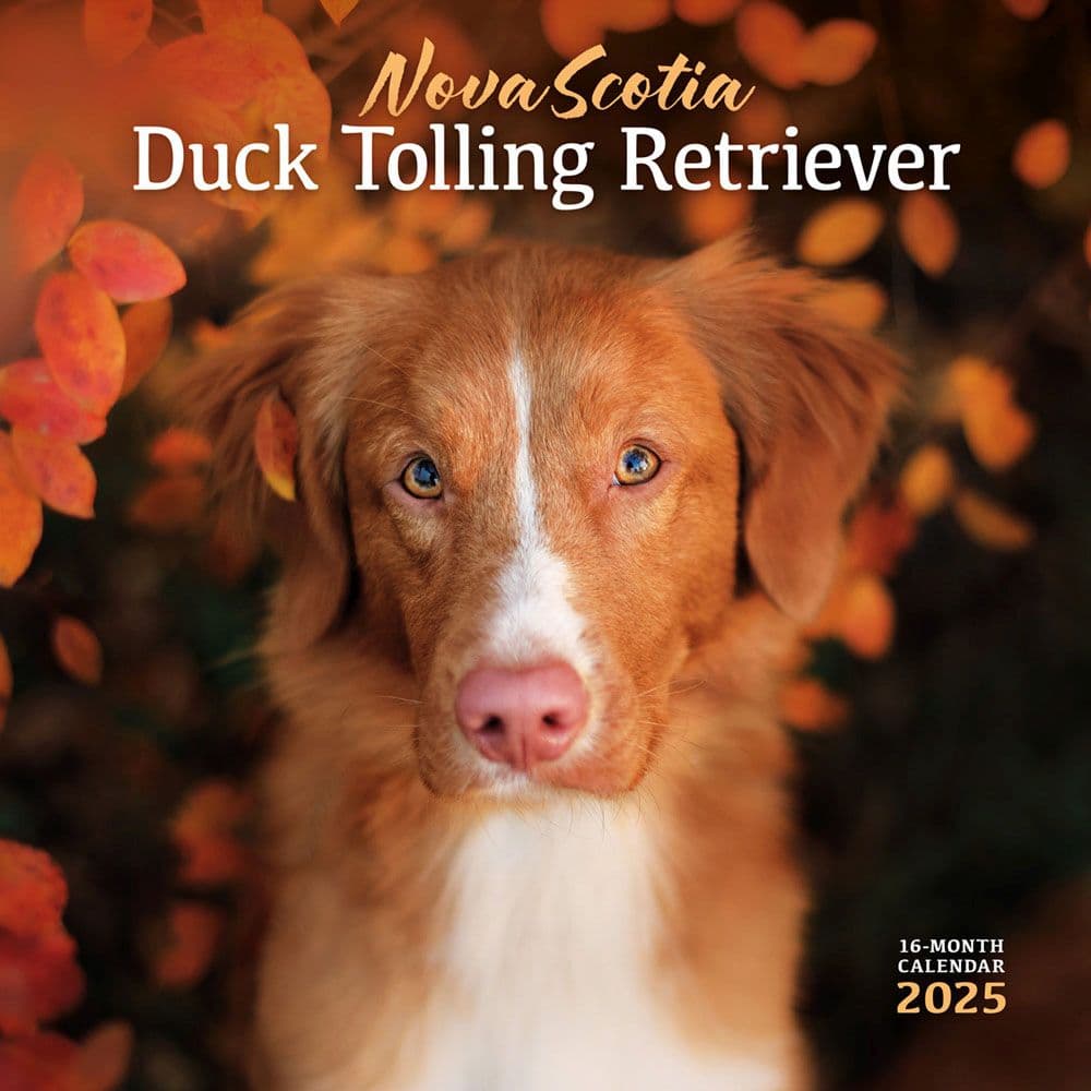 Nova Scotia Duck Tolling Retriever 2025 Wall Calendar