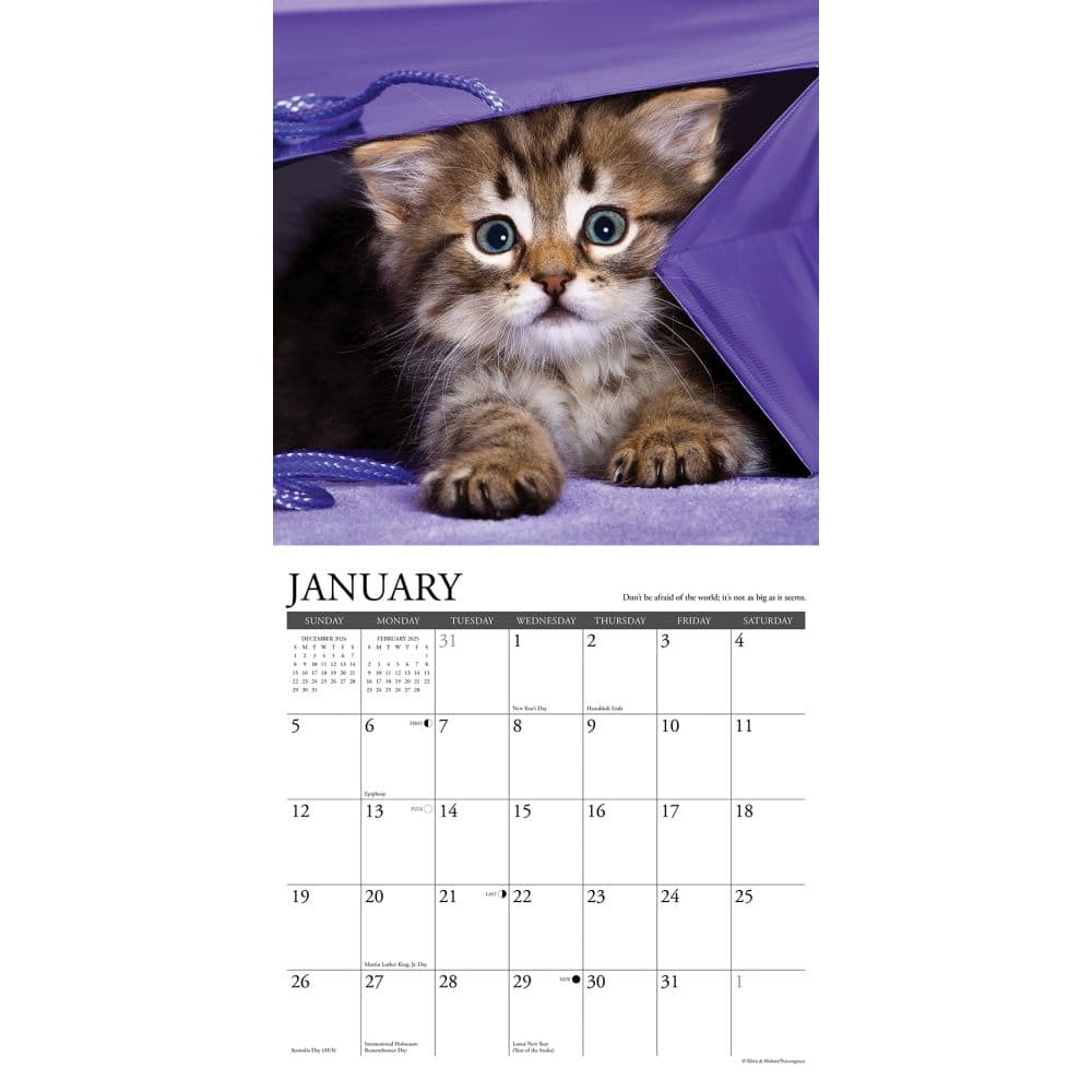 What Kittens Teach Us 2025 Wall Calendar Second Alternate Image width=&quot;1000&quot; height=&quot;1000&quot;