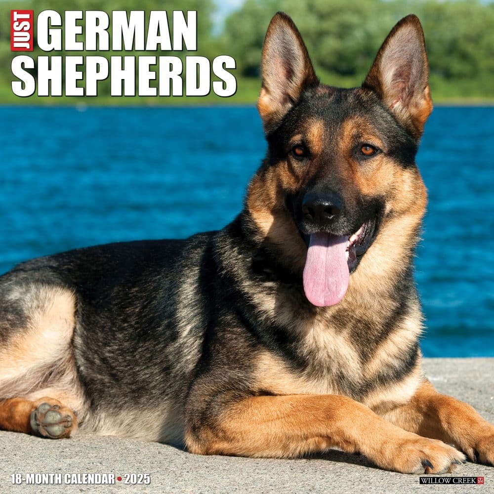 Just German Shepherds 2025 Wall Calendar