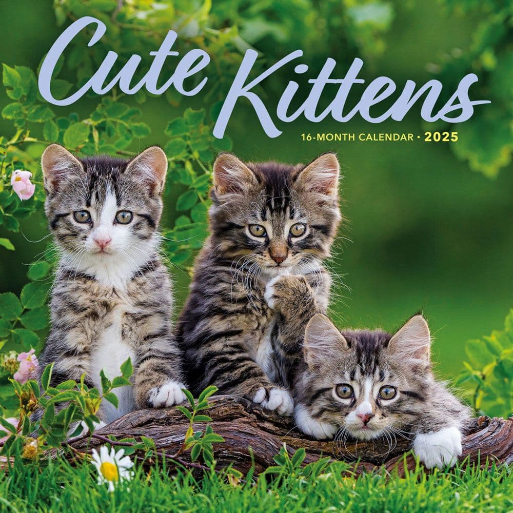 Cute Kittens 2025 Wall Calendar - Calendars.com