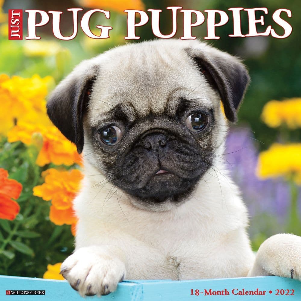 Pug Puppies 2022 Wall Calendar
