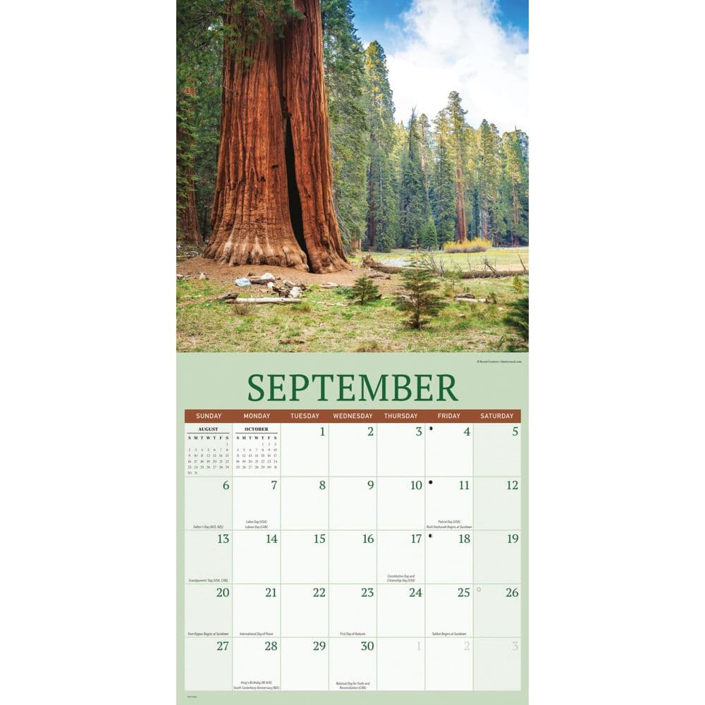 Redwood Forest 2026 Wall Calendar Third Alternate Image