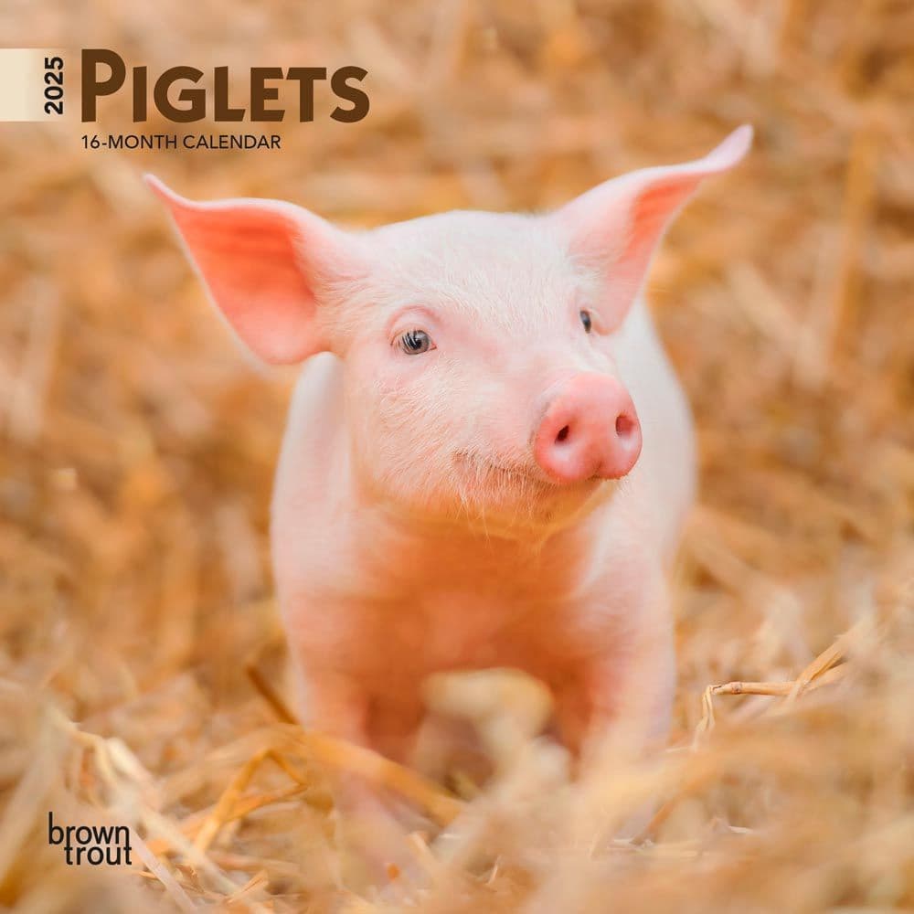 Piglets 2025 Mini Wall Calendar