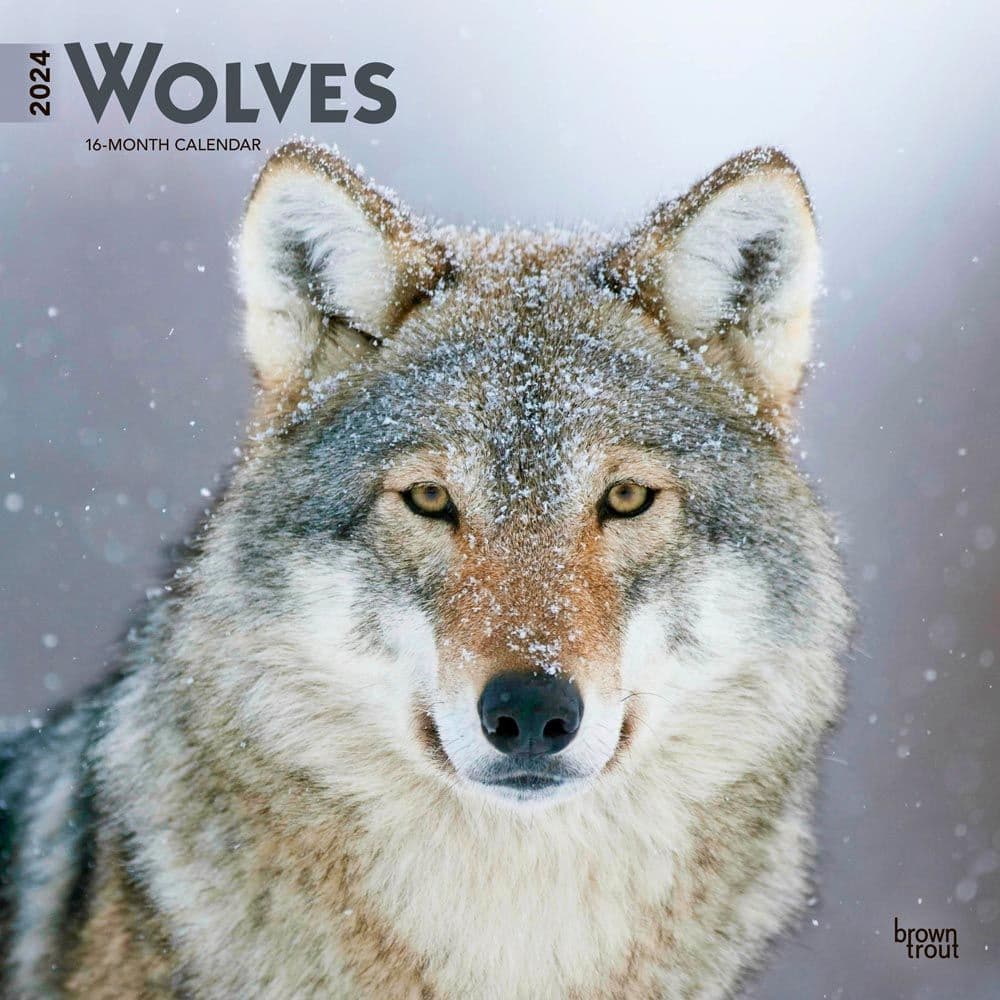 Wolves 2024 Wall Calendar Main Product Image width=&quot;1000&quot; height=&quot;1000&quot;