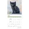 image Black Kitties 2026 Wall Calendar Third Alternate Image