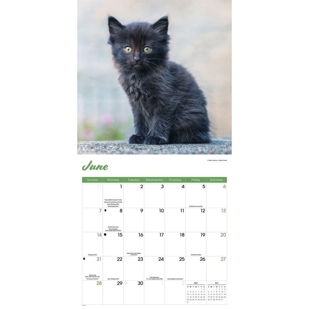 Black Kitties 2026 Wall Calendar Third Alternate Image