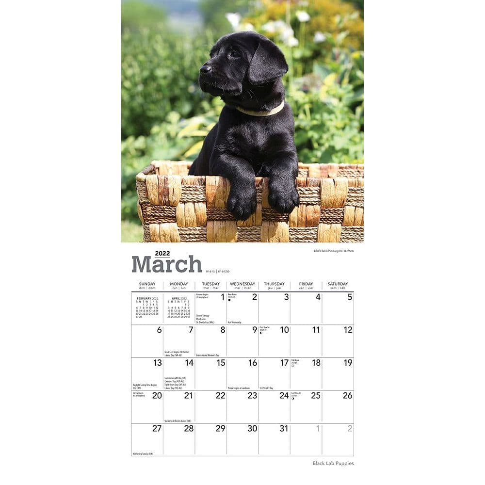 black labrador retriever puppies 2022 mini wall calendar calendars com