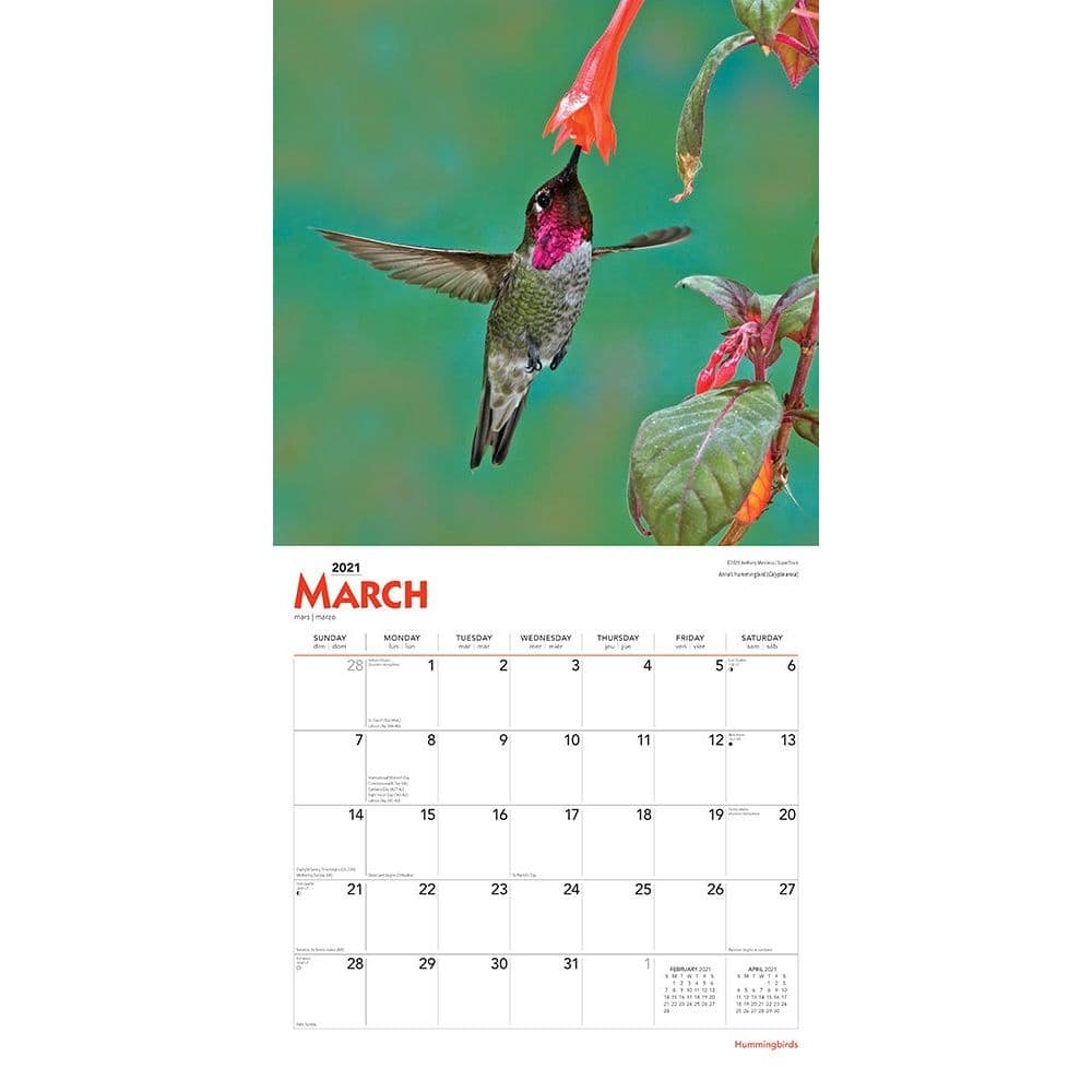 Hummingbirds Wall Calendar