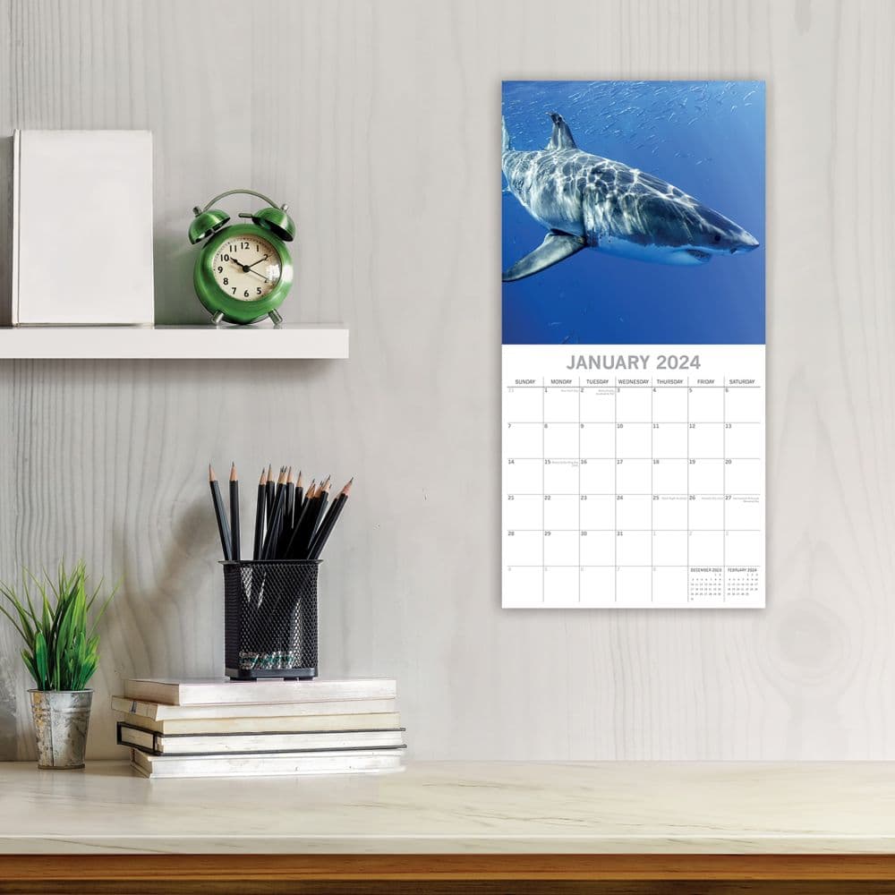Sharks 2024 Wall Calendar Fourth Alternate Image width=&quot;1000&quot; height=&quot;1000&quot;